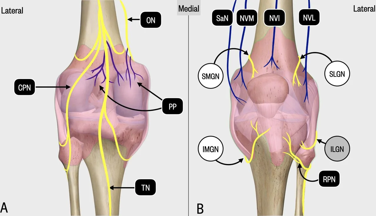 Genicular Nerve Block Treatment